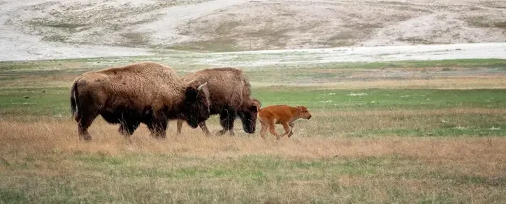 When is the Best Time to See Wildlife in Yellowstone?