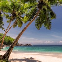 trip advisor user icon