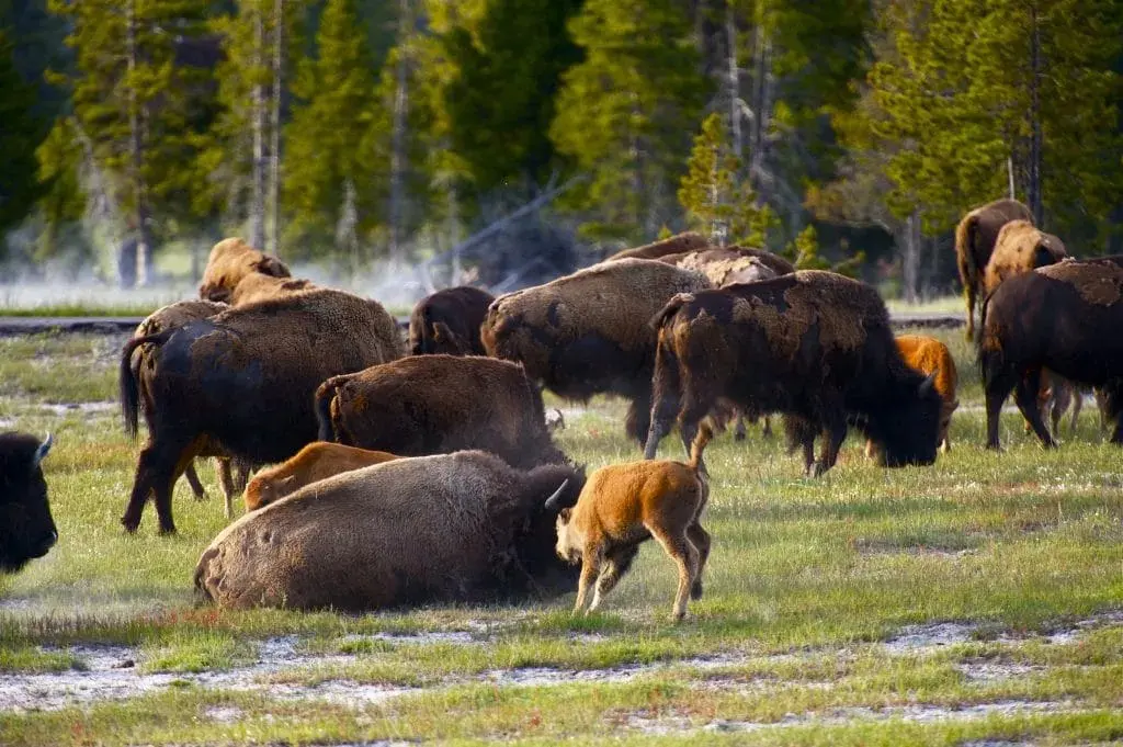 bison herd
