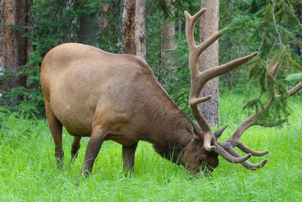 elk grazing
