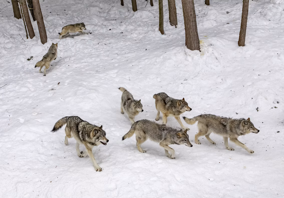 Winter Wolf Watching